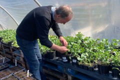 Frank-in-the-Polytunnel